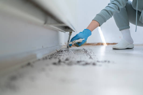 Best Insect Control  in Los Angeles, CA